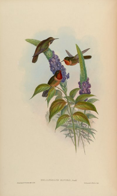 Heliangelus mavors by John Gould